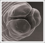 Parasite cleanse illustration, microscopic view