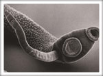 Parasite cleanse illustration, lifecycle stage