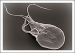 Parasite cleanse illustration, front view
